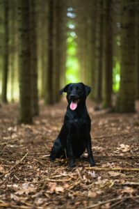 Labrador in the woods